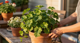 Every Garden Needs One Plant That Makes Containers Look Full Instantly – These 7 Are Multi-Season Showstoppers