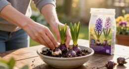 How To Plant Hyacinth Bulbs In September For Bowls Of Fragrant Christmas Flowers