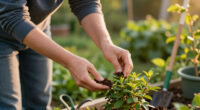 I Never Plant Shrubs Or Perennials In Fall Unless I Add This Secret Extra To The Planting Hole First