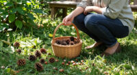 I Used To Get Rid Of Fallen Acorns And Pinecones – Until I Found Out How Useful They Are