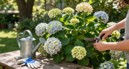 Is Your Hydrangea A Lazy Bloomer? 6 Easy September Fixes To Unlock A Gorgeous Comeback Next Year