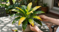 Why Is My Peace Lily Flower Turning Brown? 6 Reasons It Happens And How To Keep Blooms Looking Fresh