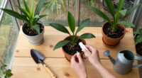 Why Vaseline Is Your Houseplant’s Best Friend This Fall – 5 Easy Ways To Use Petroleum Jelly To Combat Pests