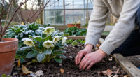 12 Plants To Add To Your Garden Now For Winter Beauty