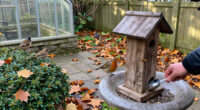 5 Ways To Support Birds In October To Help Robins, Finches And Songbirds Thrive, According To Experts