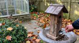 5 Ways To Support Birds In October To Help Robins, Finches And Songbirds Thrive, According To Experts