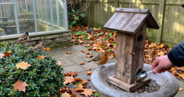 5 Ways To Support Birds In October To Help Robins, Finches And Songbirds Thrive, According To Experts