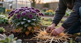 How To Overwinter Hardy Garden Chrysanthemums