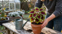 How To Save Your Coleus Before The First Frost