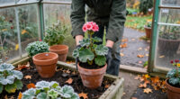 Lift And Store These 6 Plants Before October’s First Frost – For Another Spectacular Display Next Year