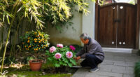Plants For Luck, Love And Long Life: 9 Chinese Garden Favourites