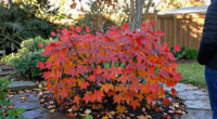 This Underrated Native Shrub Rivals Burning Bush For Fall Color – And Cardinals Love Its Berries!