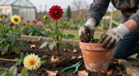 What Dahlias Need In October: 6 Easy Tasks For Plenty More Blooms And Winter-Ready Tubers