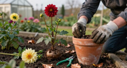 What Dahlias Need In October: 6 Easy Tasks For Plenty More Blooms And Winter-Ready Tubers