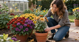 What Your Mums Need In October – 5 Secrets To Better Blooms This Fall And Next Year