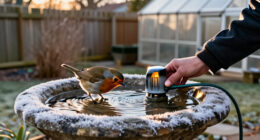 Wildlife Experts Say This Clever Gadget Will Stop Your Bird Bath From Freezing Over This Winter – It’s A Fuss-free Way To Support Birds In Cold Weather